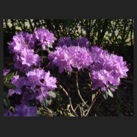 2012-04_Rhododendron_impeditum_Blumiria.jpg