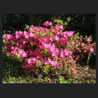 2013-05-21_Rhododendron_obtusum_Kermesina.jpg