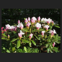 2013-05-21_Rhododendron_yakushimanum_Schneekissen.jpg