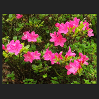 2014-05-04_Rhododendron_obtusum_Kermesina_2.jpg