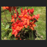 2014-05-16_Rhododendron_luteum_Feuerwerk_1.jpg