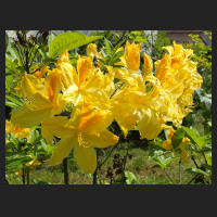 2014-05-16_Rhododendron_luteum_Goldpracht_1.jpg