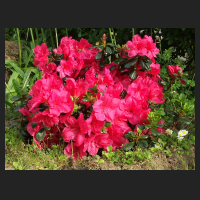 2014-05-16_Rhododendron_obtusum_Purpurkissen_2.jpg