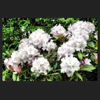 2015-05-15_Rhododendron_yakushimanum_Schneekissen.jpg