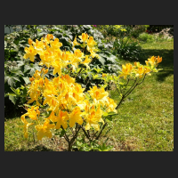 2015-05-22_Rhododendron_luteum_Goldpracht_1.jpg