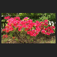 2015-05-23_Rhododendron_obtusum_Allotria.jpg