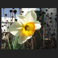2012-04 Narcissus Flower Record 1.jpg