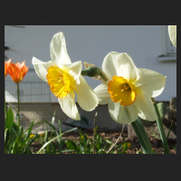 2012-04 Narcissus Flower Record 2.jpg