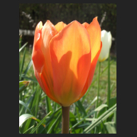 2012-04 Tulipa fosteriana Orange Emperor 2.jpg