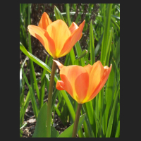 2012-04 Tulipa fosteriana Orange Emperor 3.jpg