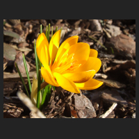 2013-03-04 Crocus chrysantus Sunkist.jpg