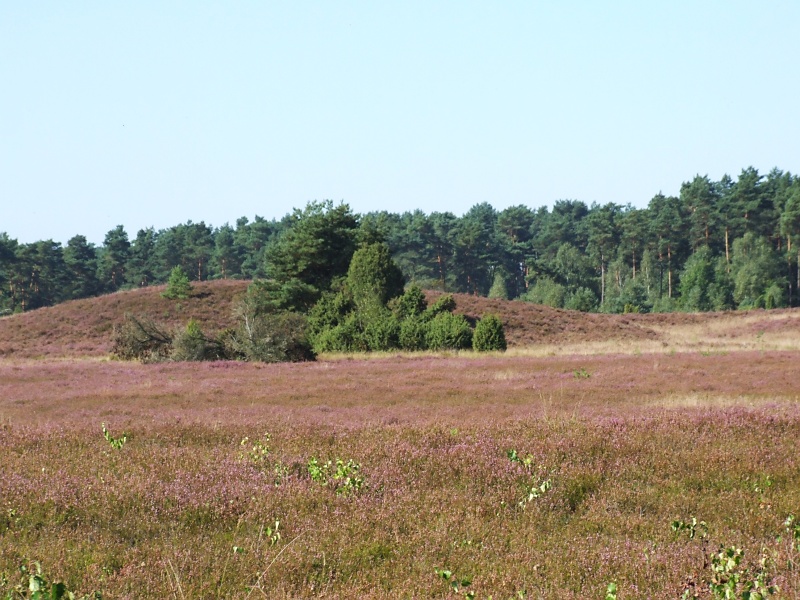 Lüneburger Heide