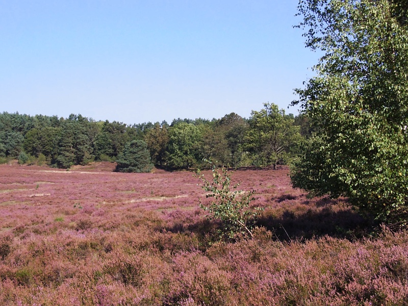 Lüneburger Heide