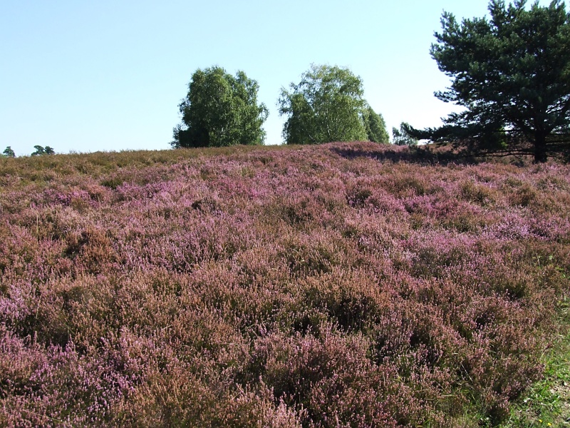 Lüneburger Heide