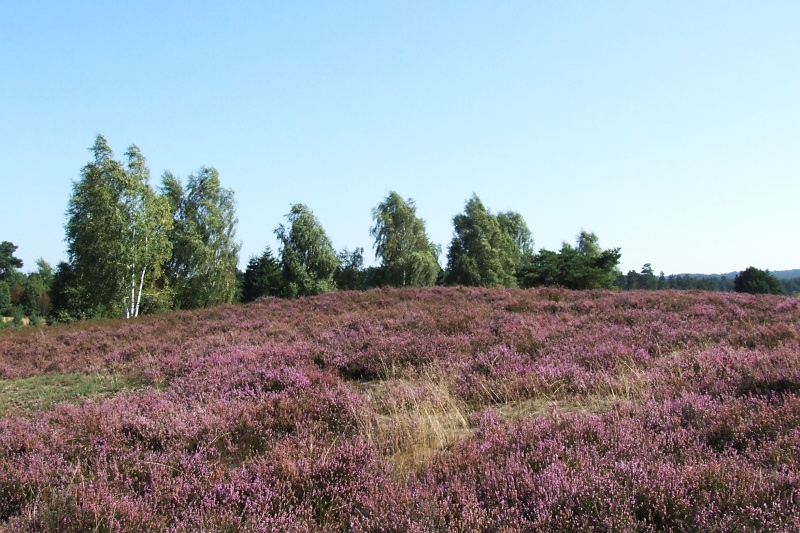Lüneburger Heide