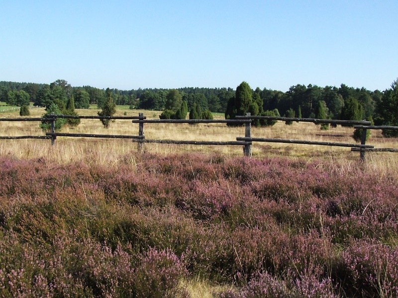 Lüneburger Heide