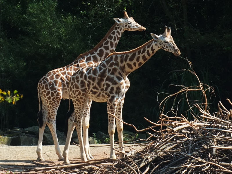 Giraffen im Zoo Hannover