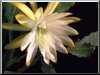 Epicactus Andromeda