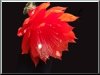 Aporocactus-Hybride Goldi Paetz