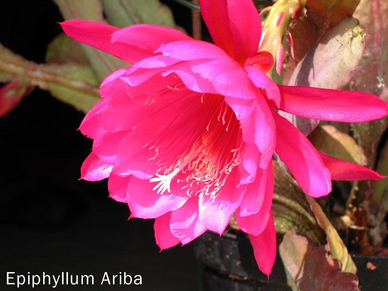 Epiphyllum Ariba