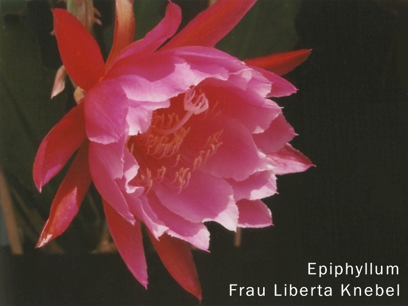 Epiphyllum Frau Liberta Knebel