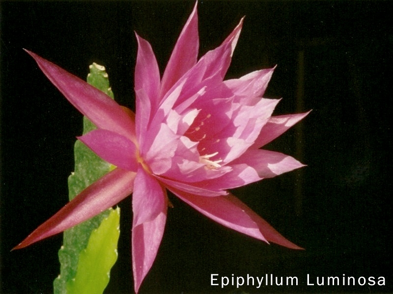 Epiphyllum Luminosa