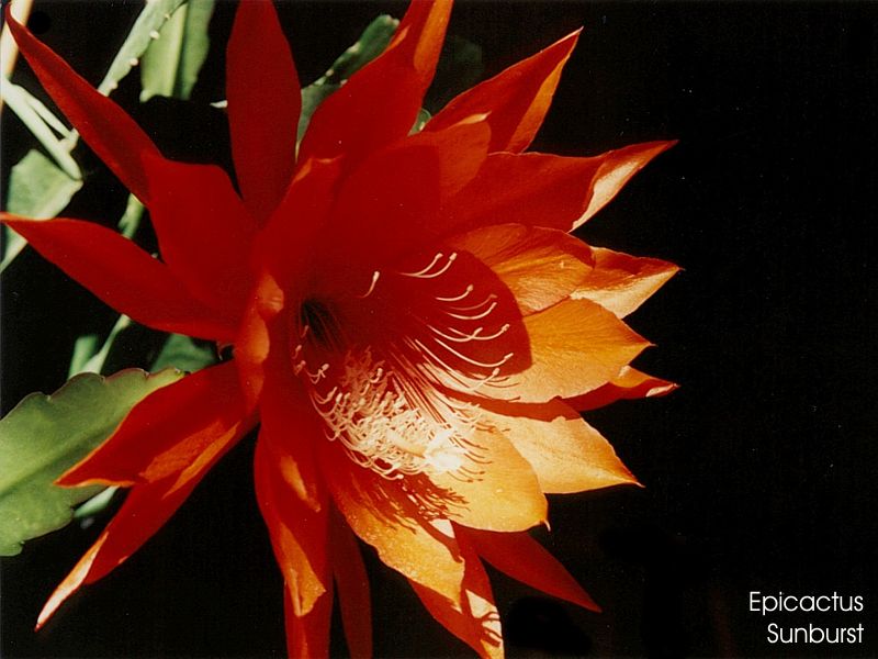 Epiphyllum Sunburst