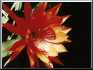 Epiphyllum Sunburst