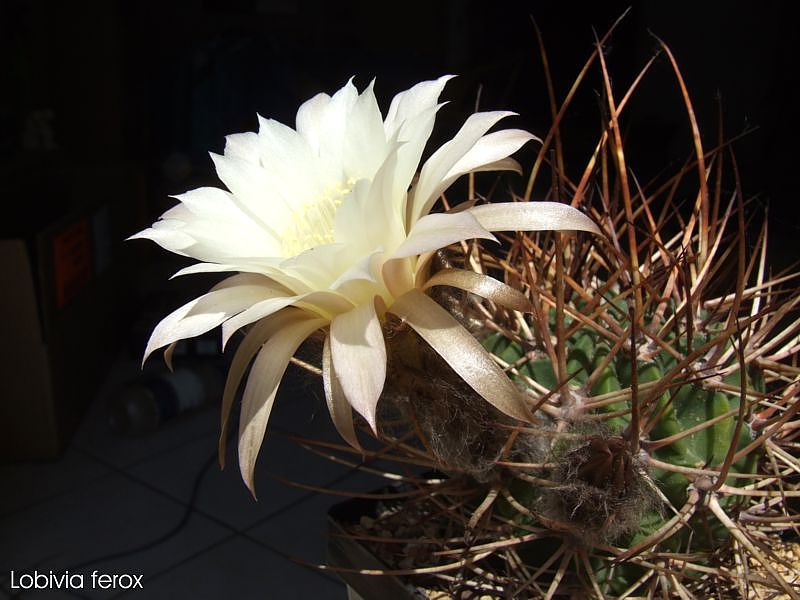 Lobivia ferox