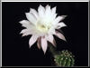 Echinopsis-eyriesii-Hybride