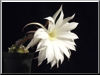 Echinopsis-subdenudata-Hybride