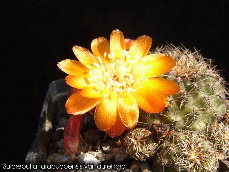 Sulcorebutia aureiflora