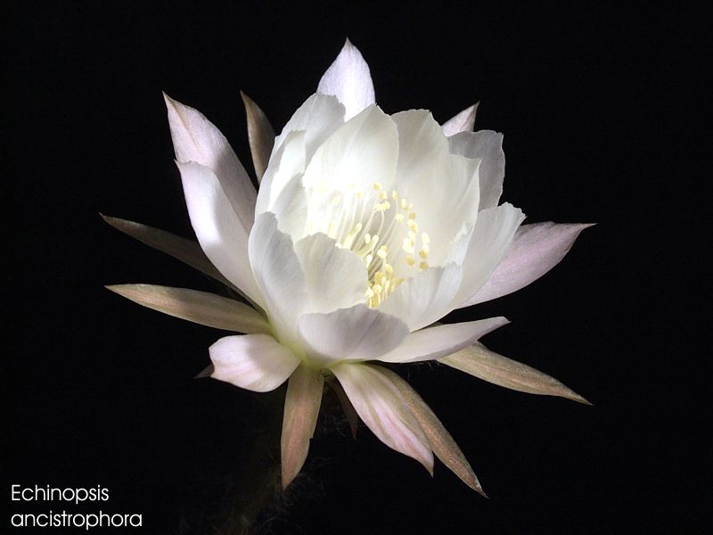 Echinopsis-Hybride