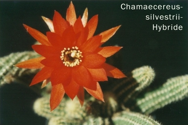 Chamaecereus