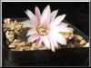 Mediolobivia leucanthema