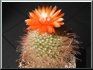 Parodia talaensis
