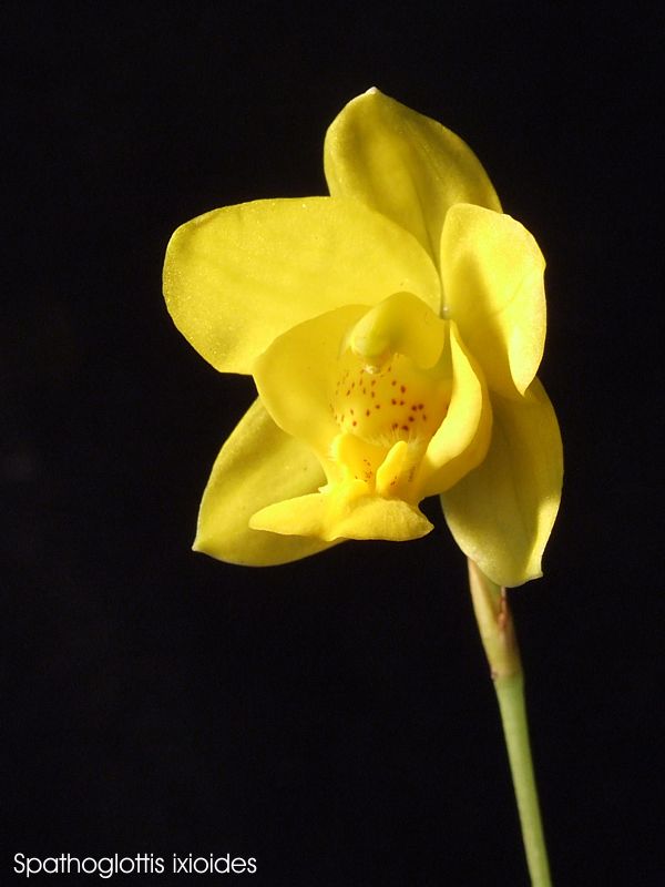 Spathoglottis ixioides