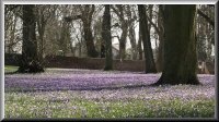 Krokusblüte im Schlosspark von Husum