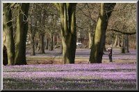 Krokusblüte im Schlosspark von Husum