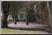 Krokusblüte im Schlosspark von Husum