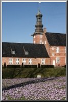 Krokusblüte im Schlosspark von Husum