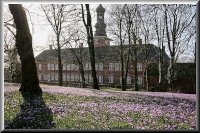 Krokusblüte im Schlosspark von Husum
