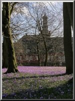 Krokusblüte im Schlosspark von Husum