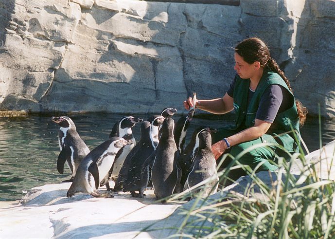 Fütterung der Humboldtpinguine