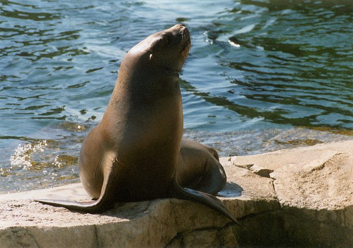 Seelöwe