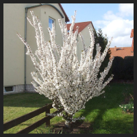 2012-04_Prunus_kurilensis.jpg