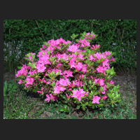 2012-05_Rhododendron_obtusum_Kermesina.jpg