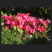 2013-05-21_Rhododendron_obtusum_Allotria.jpg