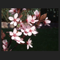 2014-03-26_Prunus_cerasifera_Nigra.jpg