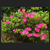 2014-05-04_Rhododendron_obtusum_Kermesina_1.jpg